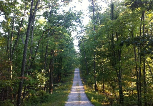 Auxier Ridge, a year after the fire